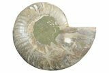 Cut & Polished Ammonite Fossil (Half) - Madagascar #347544-1